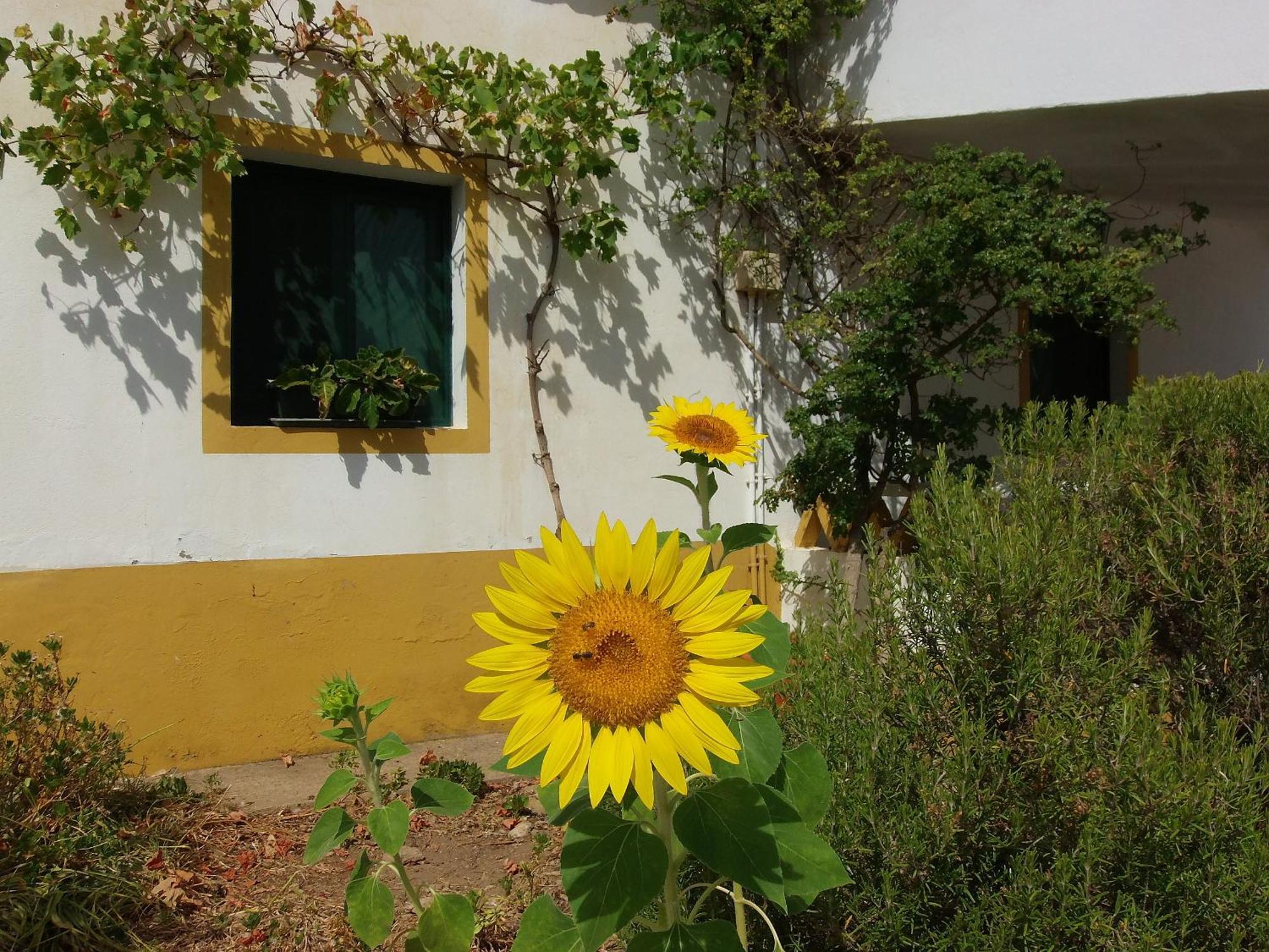 Ninho Da Poupa Guest House Serpa Bagian luar foto